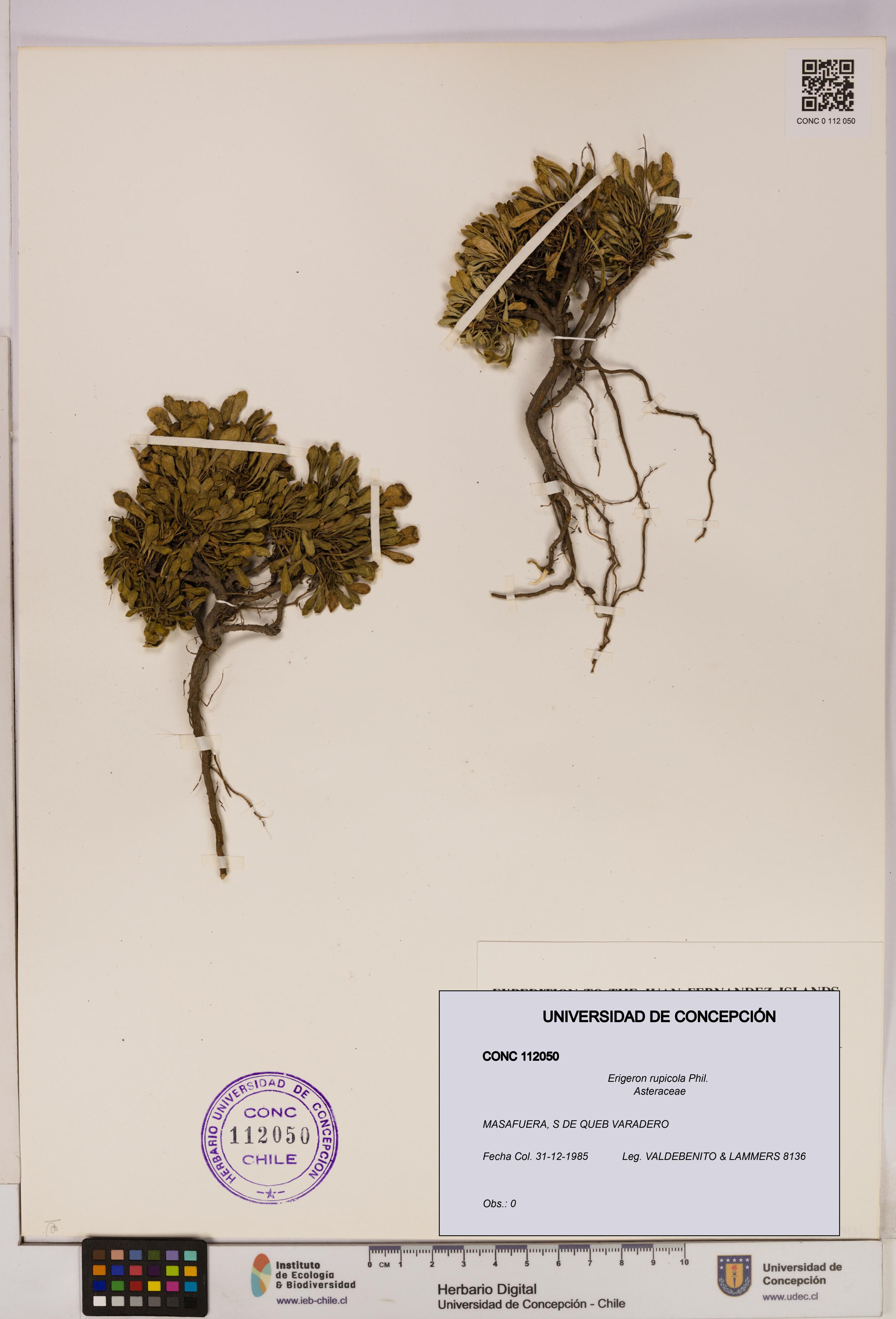 Erigeron rupicola [Espécimen: UDEC:CONC:0112050]