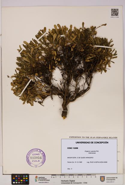 Erigeron rupicola [Espécimen: UDEC:CONC:0112056]