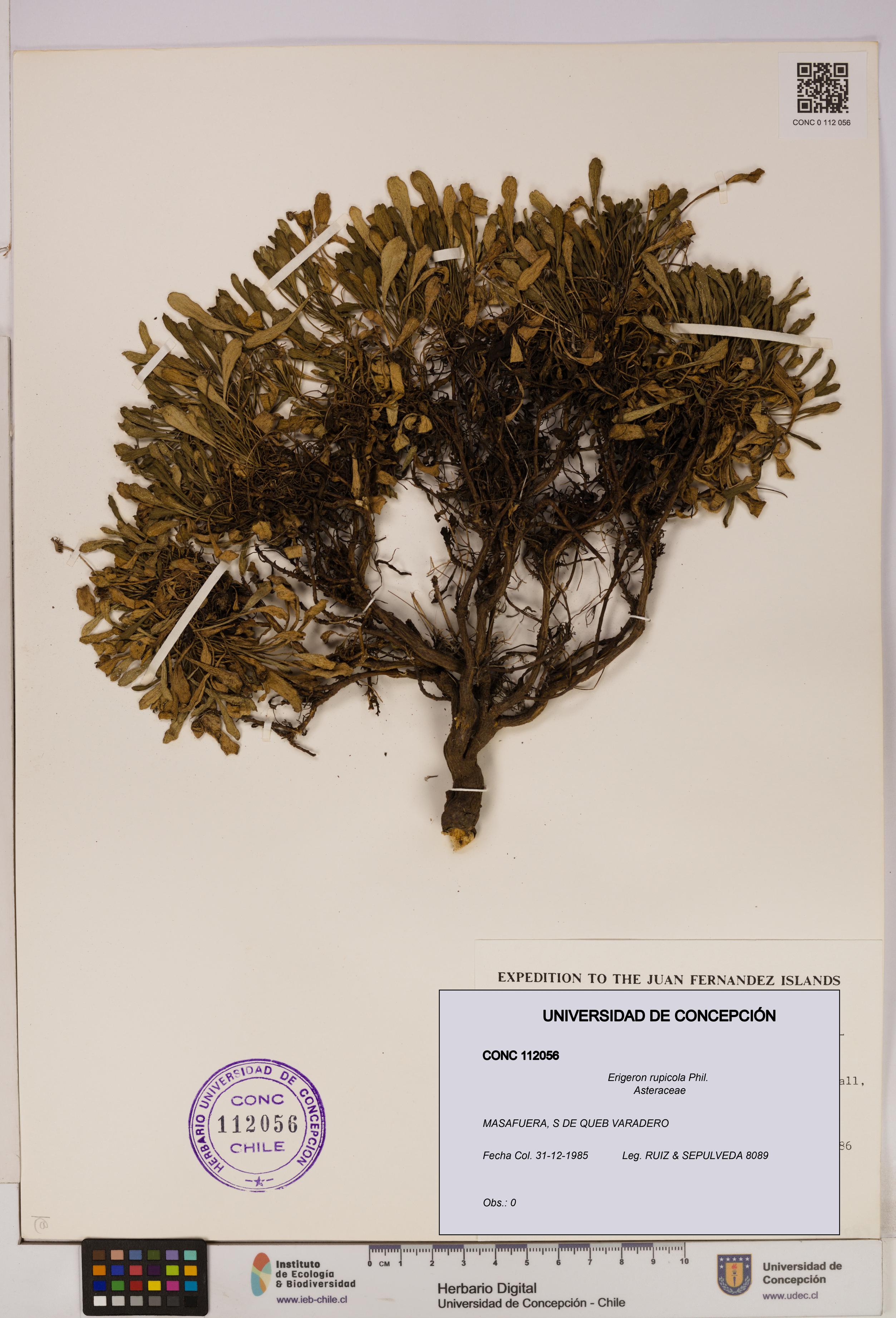 Erigeron rupicola [Espécimen: UDEC:CONC:0112056]