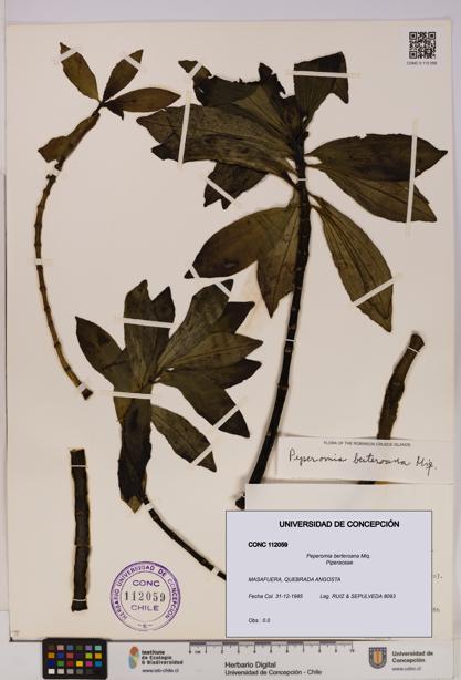 Peperomia berteroana [Espécimen: UDEC:CONC:0112059]