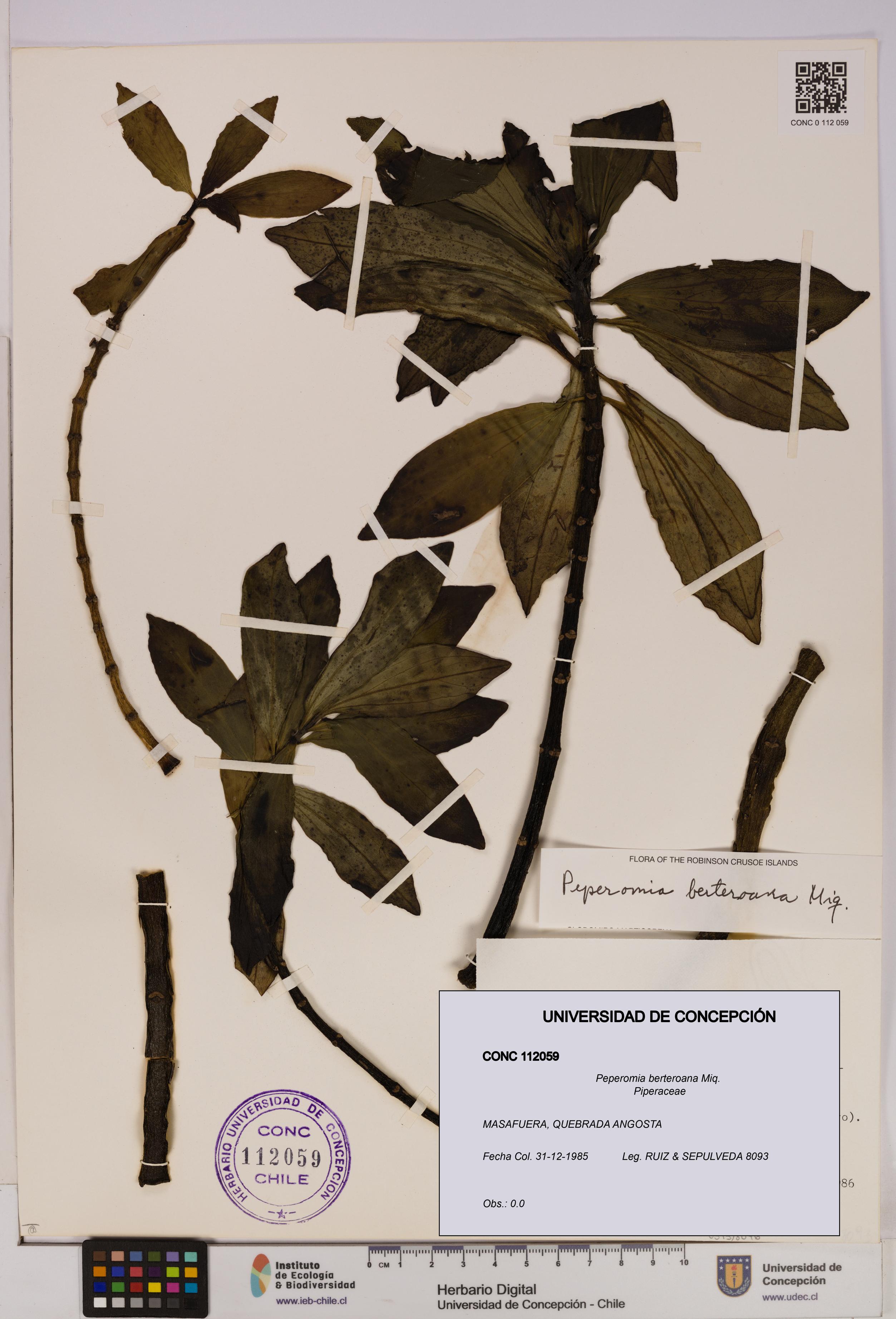 Peperomia berteroana [Espécimen: UDEC:CONC:0112059]