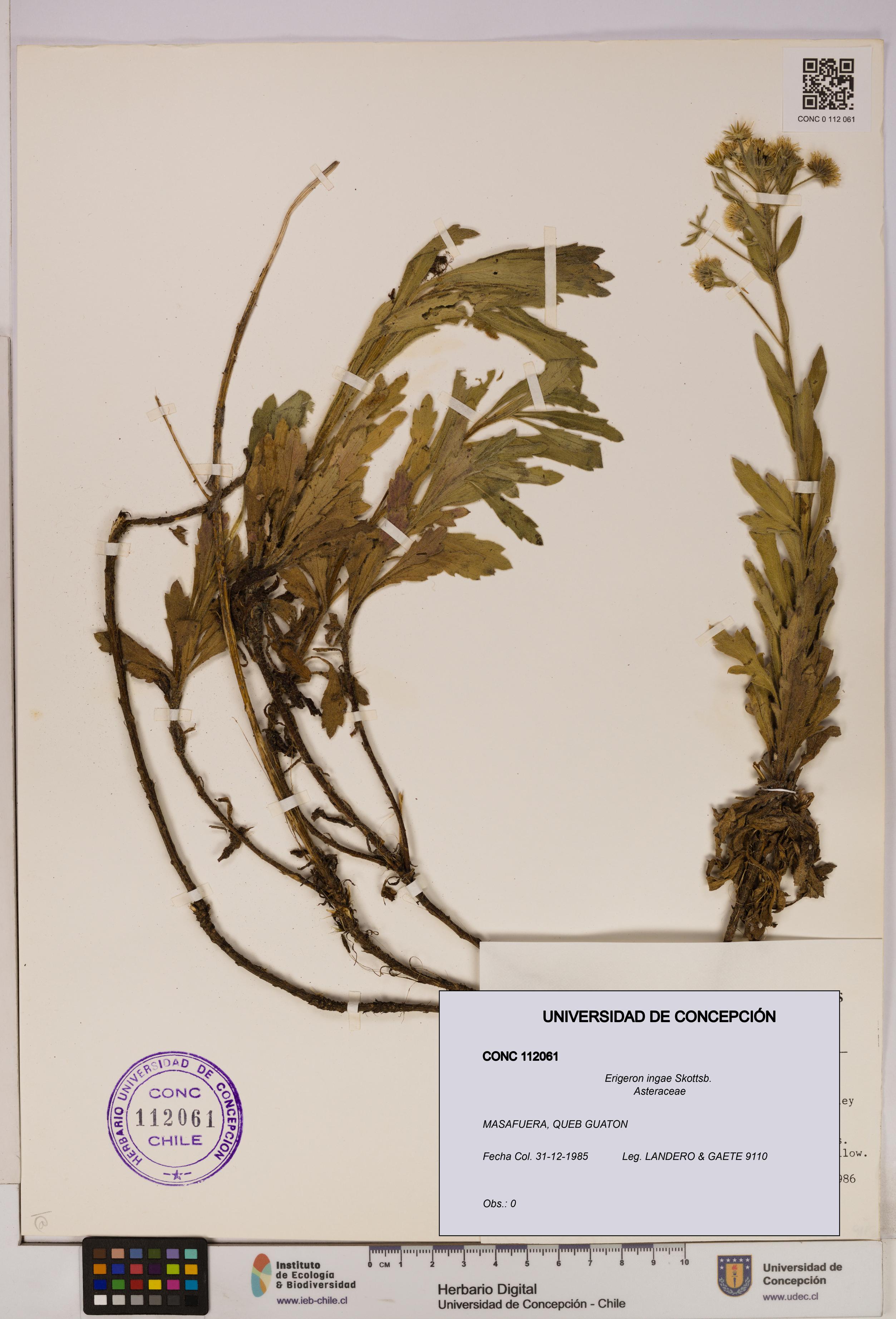 Erigeron ingae [Espécimen: UDEC:CONC:0112061]