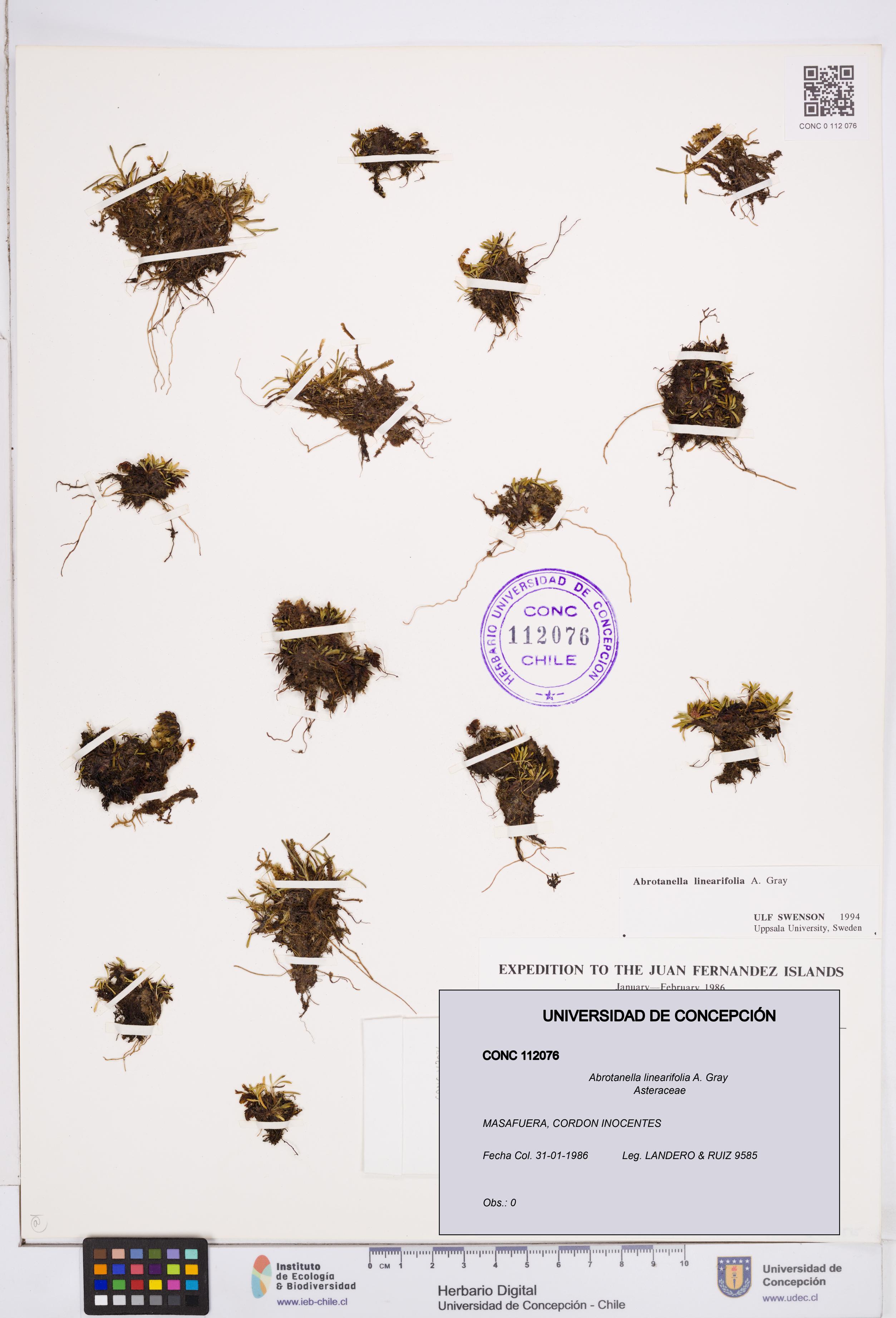 Abrotanella linearifolia [Espécimen: ]