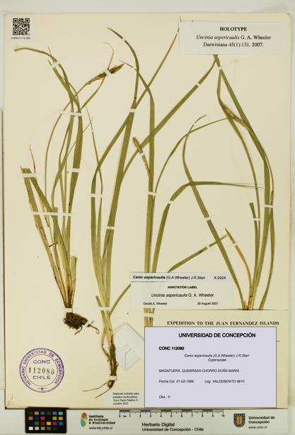 Carex aspericaulis [Espécimen: UDEC:CONC:0112080]