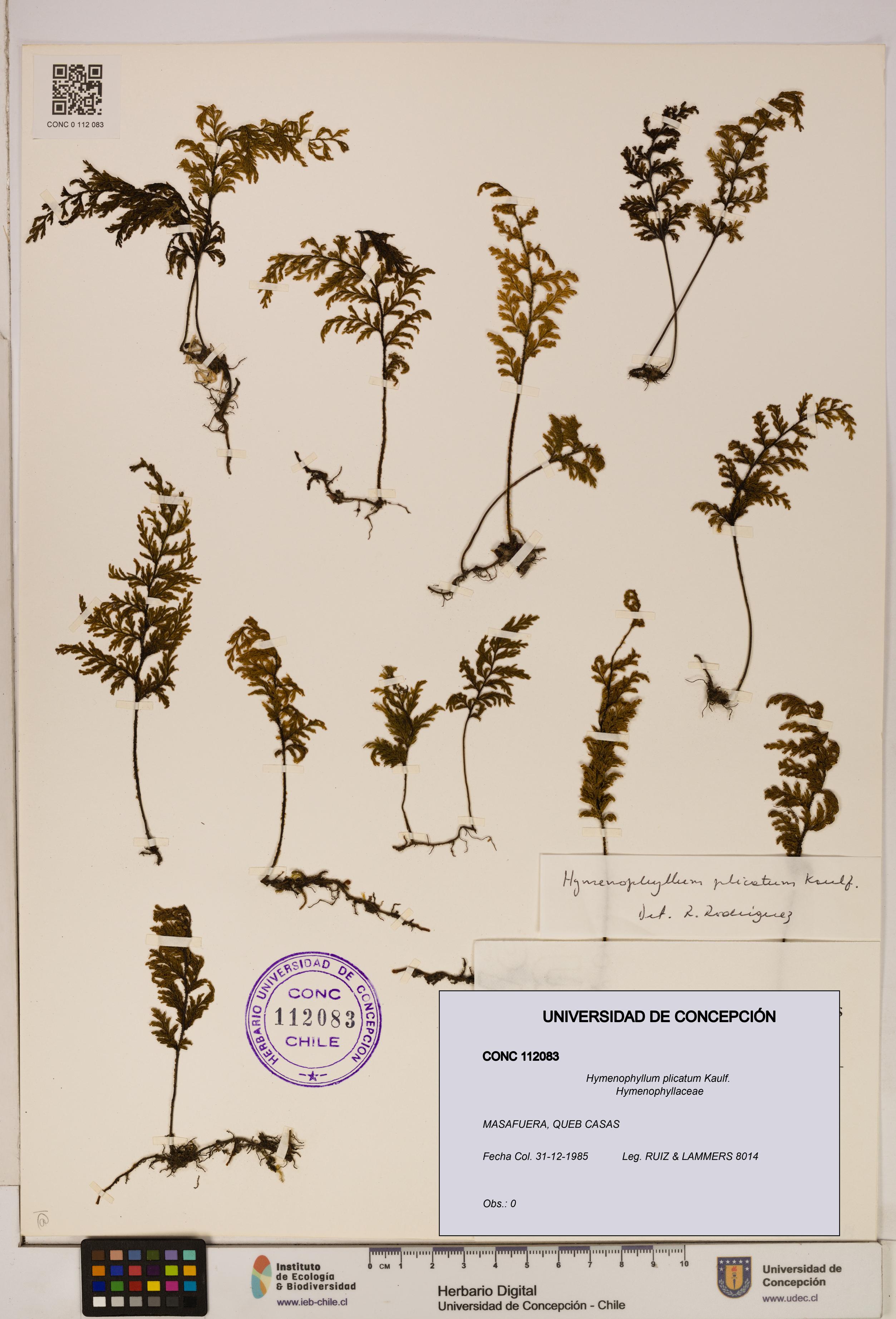Hymenophyllum plicatum [Espécimen: ]