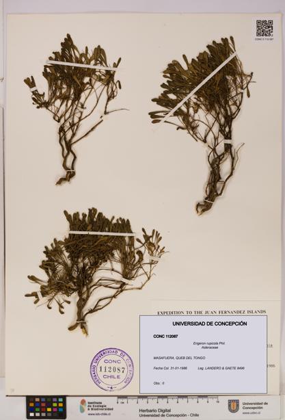 Erigeron rupicola [Espécimen: UDEC:CONC:0112087]