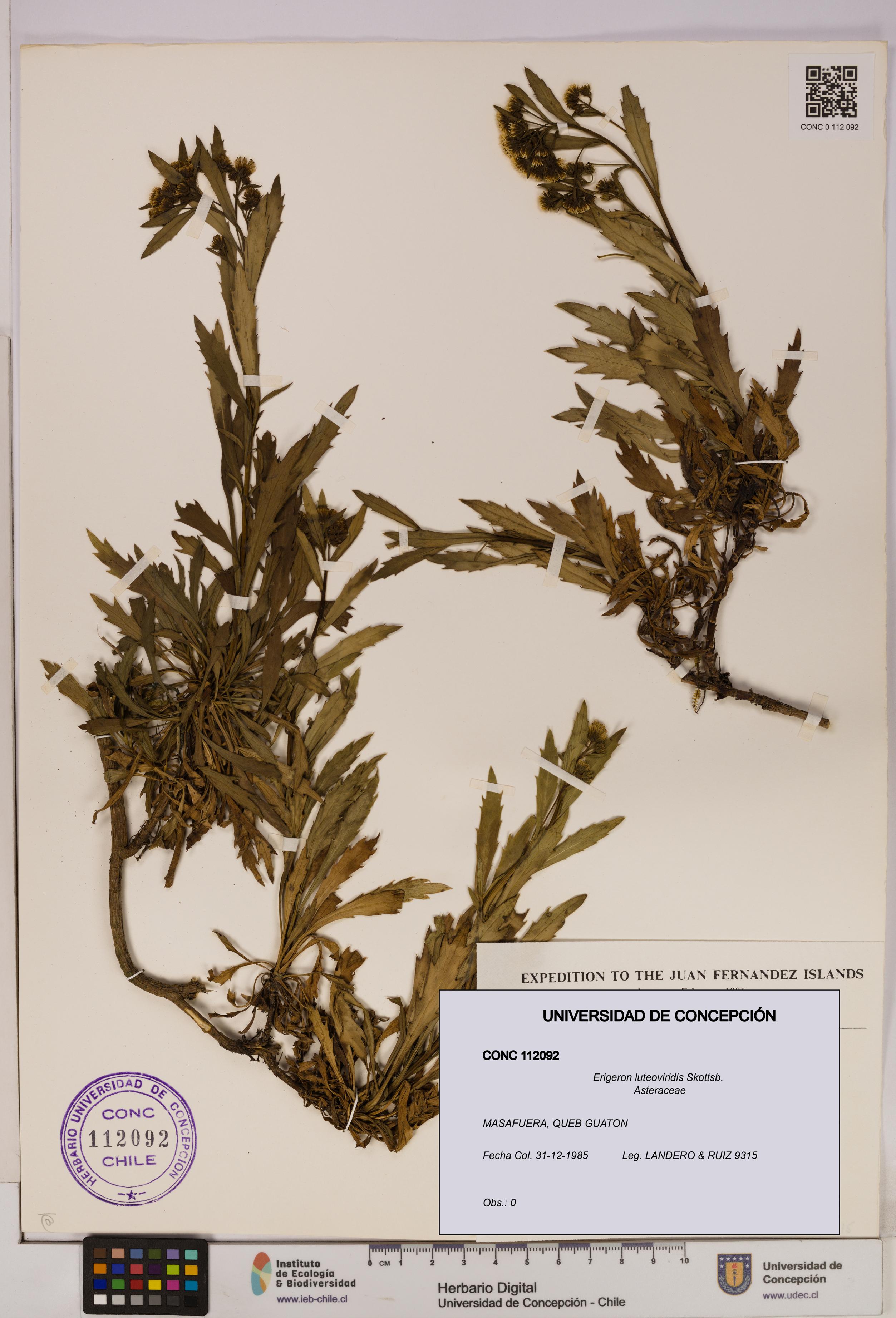 Erigeron luteoviridis [Espécimen: UDEC:CONC:0112092]