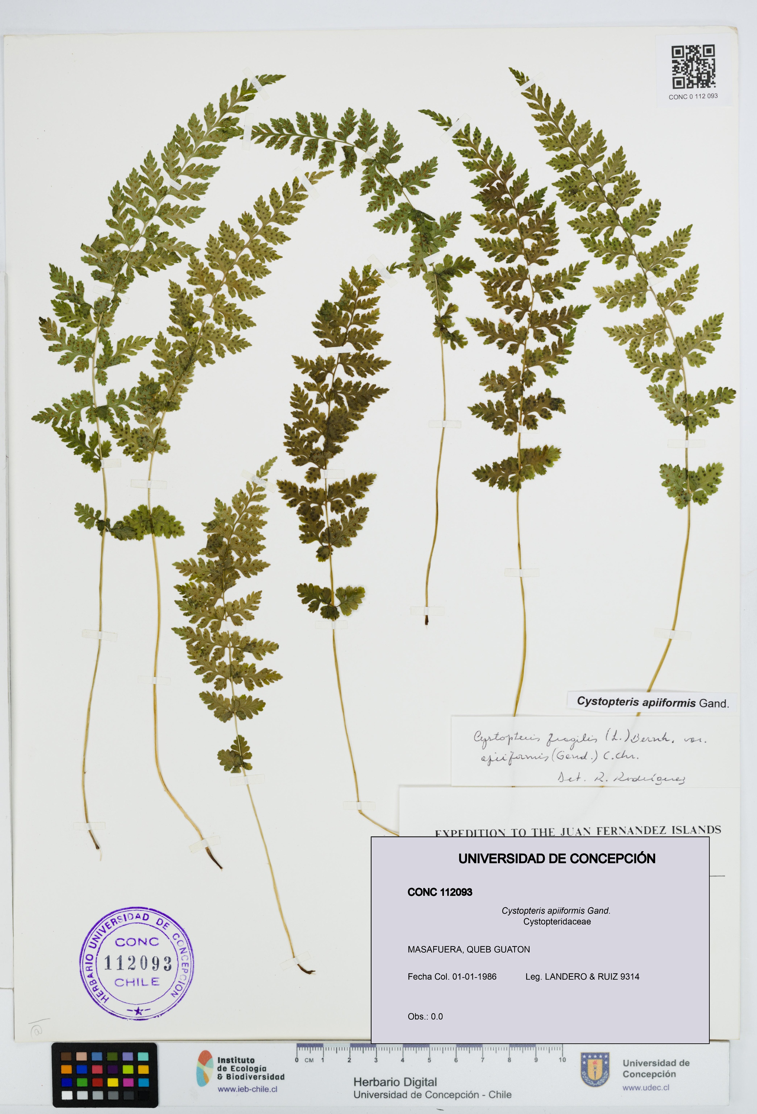 Cystopteris apiiformis [Espécimen: UDEC:CONC:0112093]