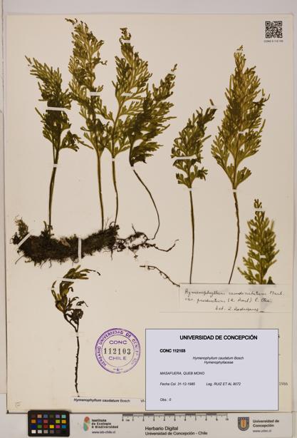 Hymenophyllum caudatum [Espécimen: UDEC:CONC:0112103]