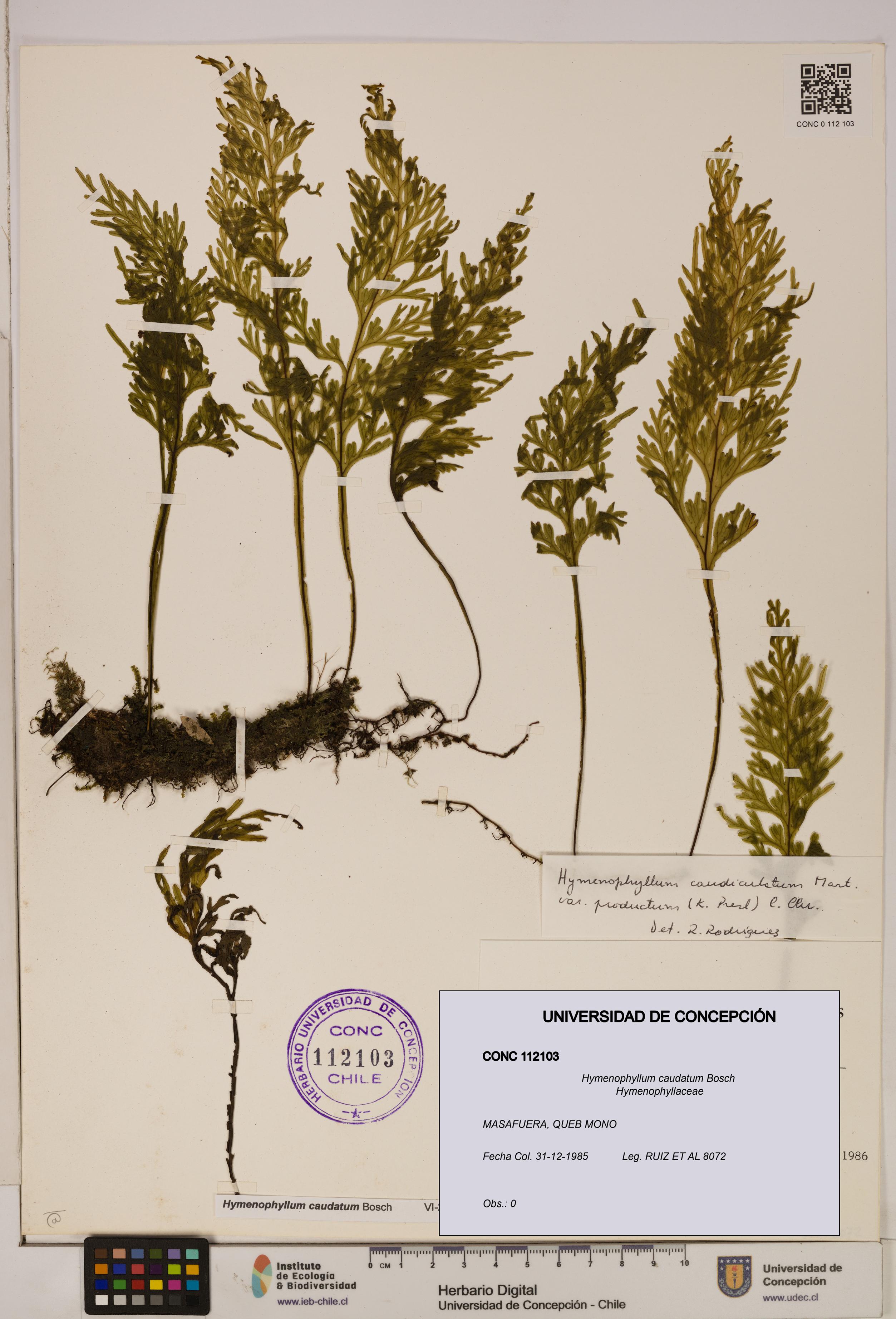 Hymenophyllum caudatum [Espécimen: UDEC:CONC:0112103]