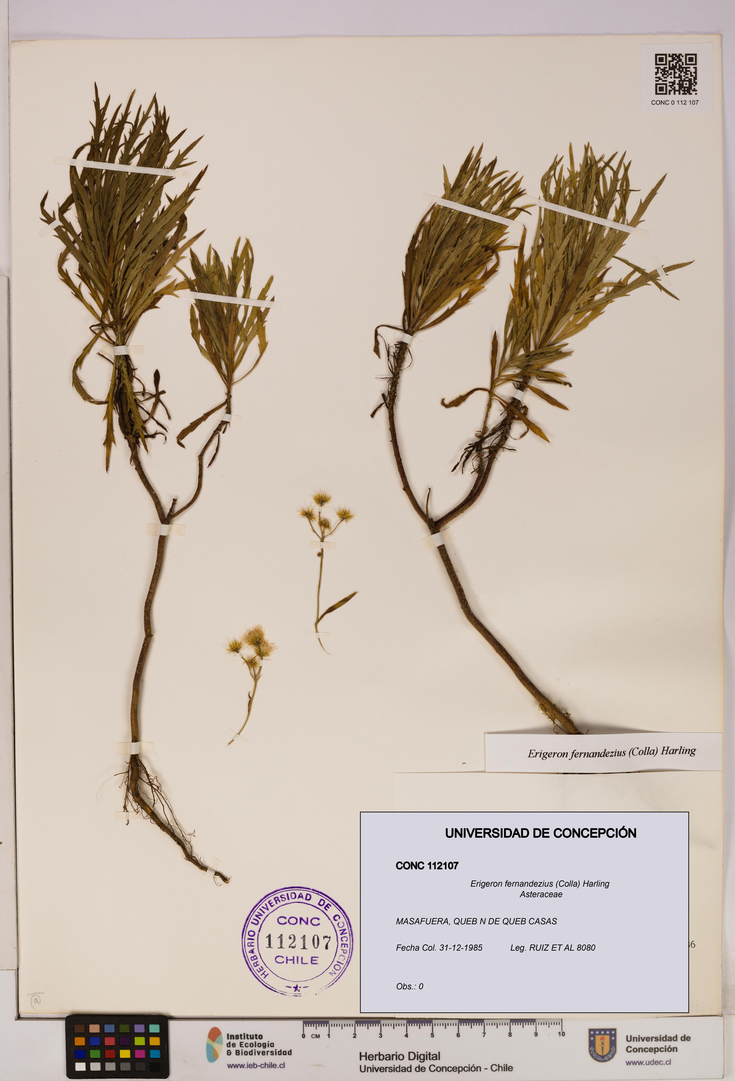 Erigeron fernandezius [Espécimen: UDEC:CONC:0112107]