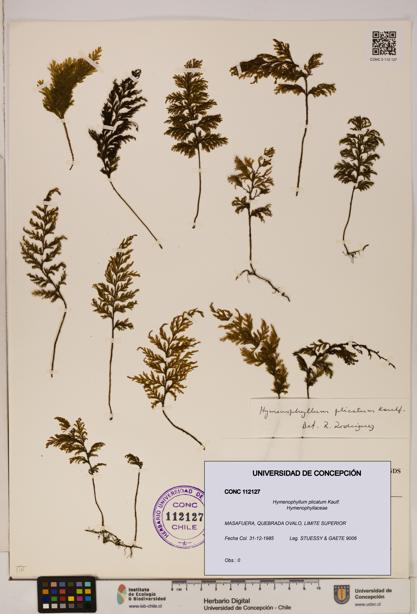 Hymenophyllum plicatum [Espécimen: ]