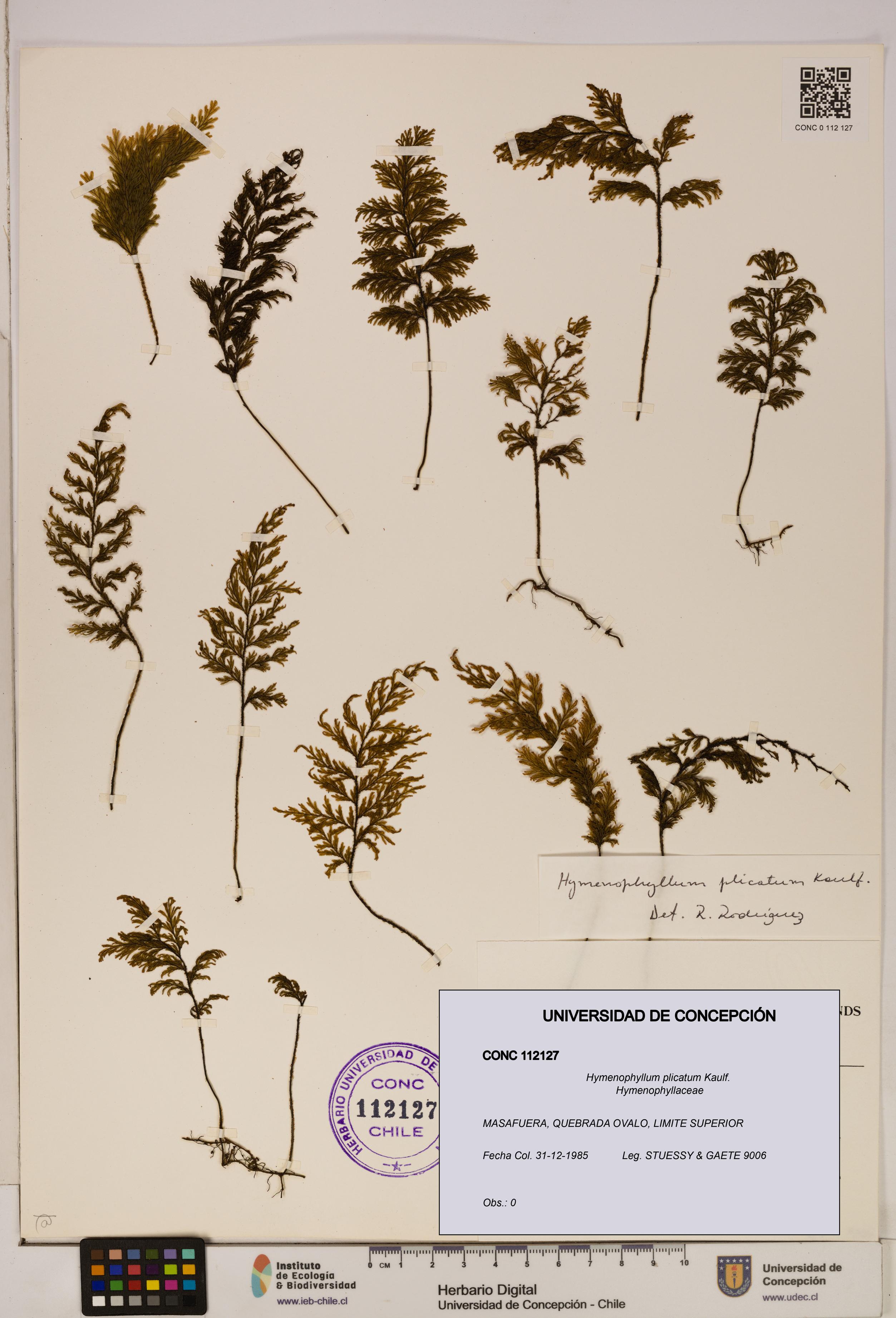 Hymenophyllum plicatum [Espécimen: ]
