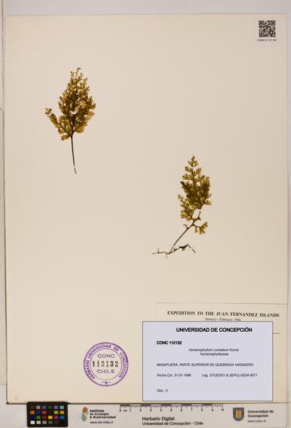 Hymenophyllum cuneatum [Espécimen: UDEC:CONC:0112132]