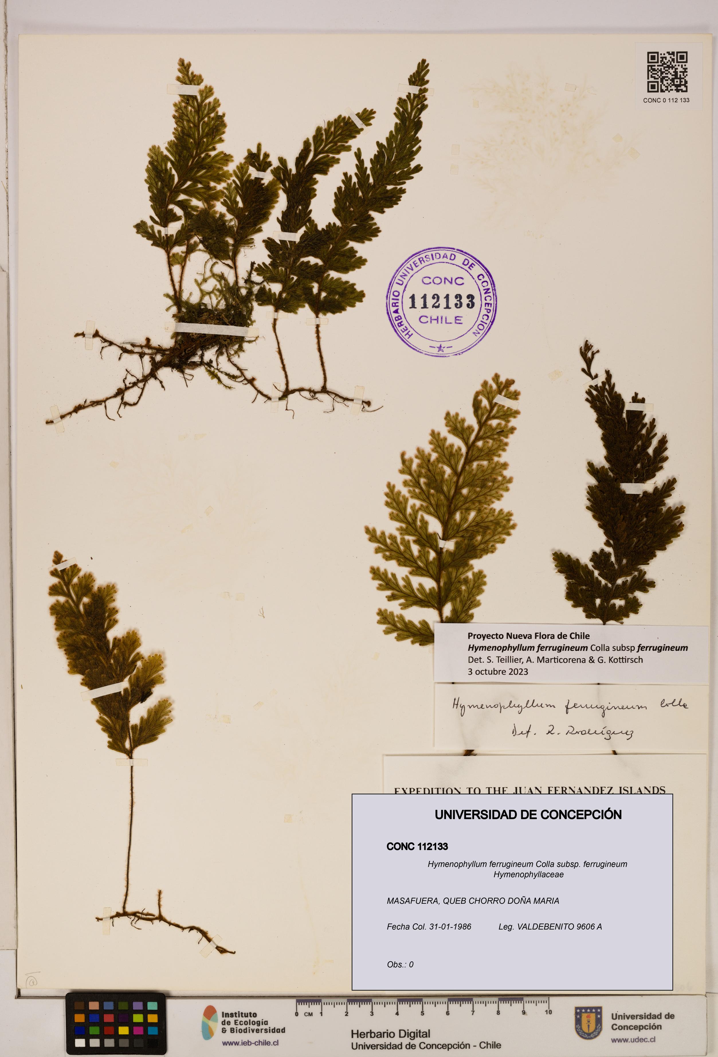 Hymenophyllum ferrugineum [Espécimen: UDEC:CONC:0112133]
