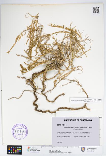 Sarcocornia neei [Espécimen: UDEC:CONC:0112144]