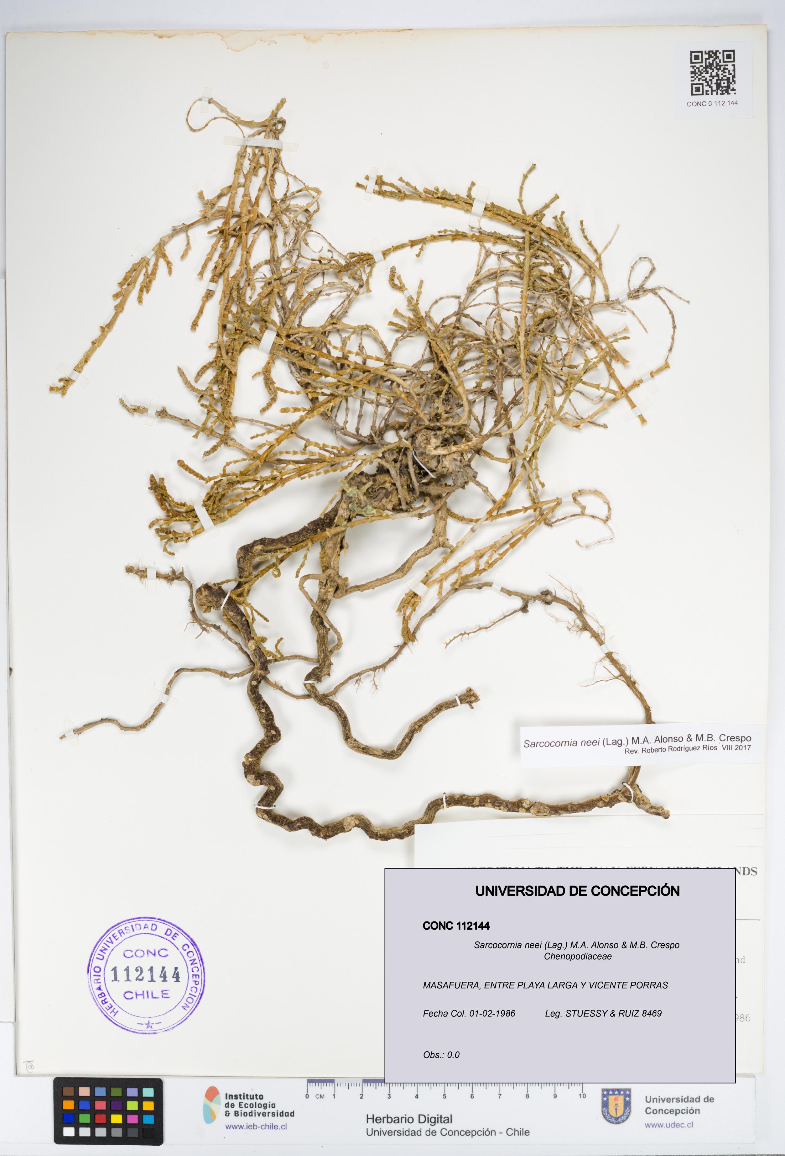 Sarcocornia neei [Espécimen: UDEC:CONC:0112144]