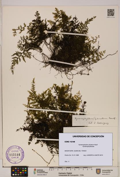 Hymenophyllum plicatum [Espécimen: ]