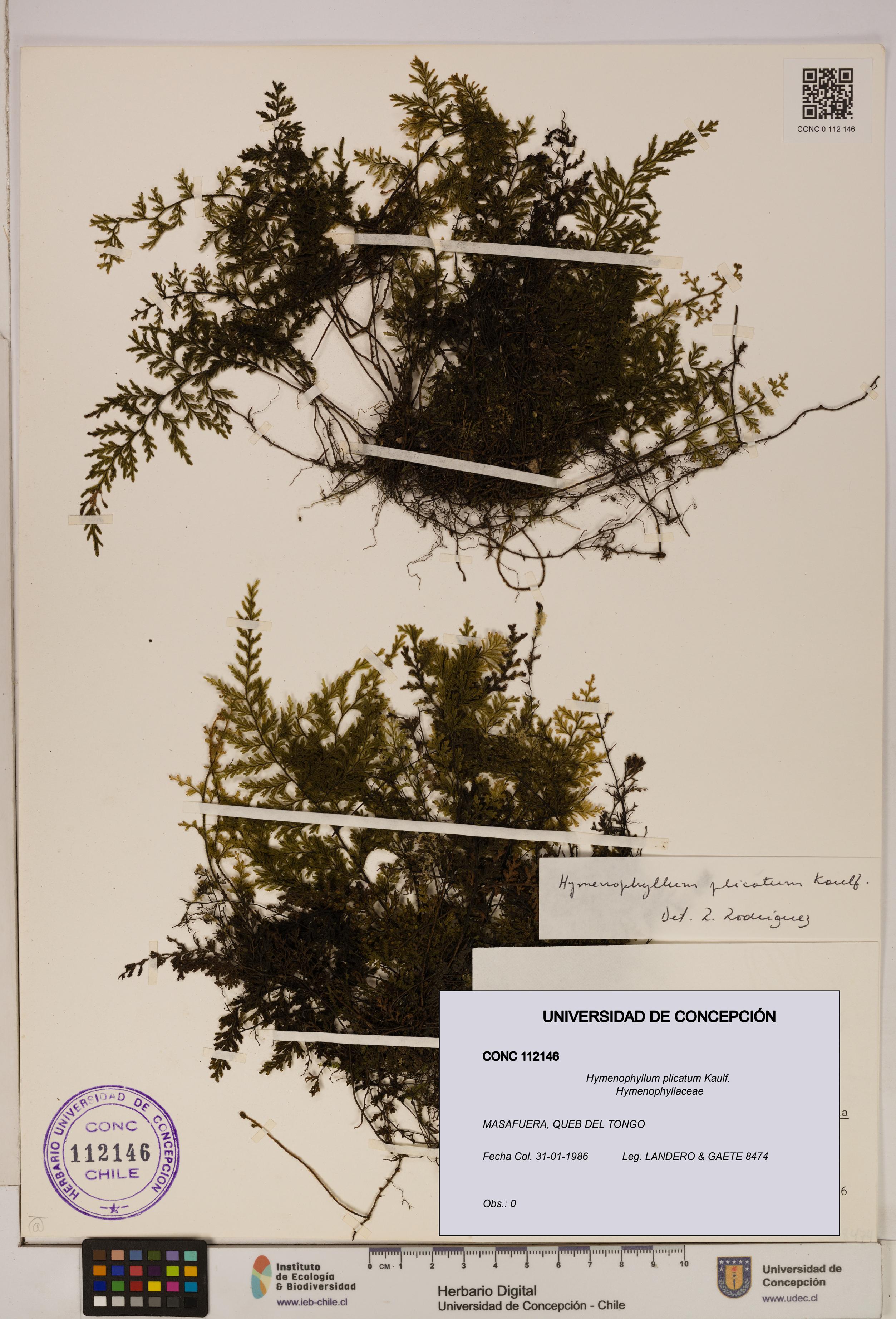 Hymenophyllum plicatum [Espécimen: ]