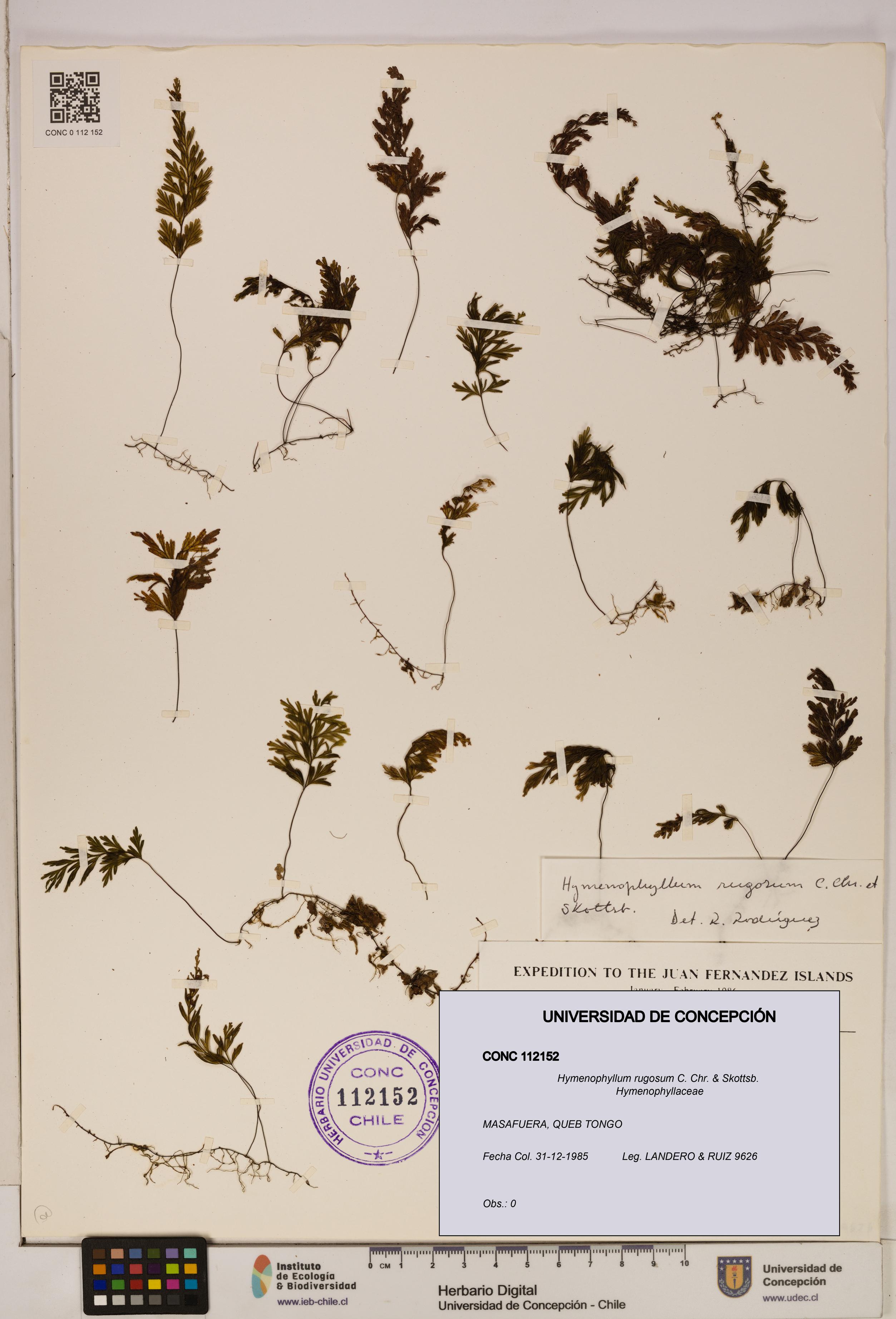 Hymenophyllum rugosum [Espécimen: ]