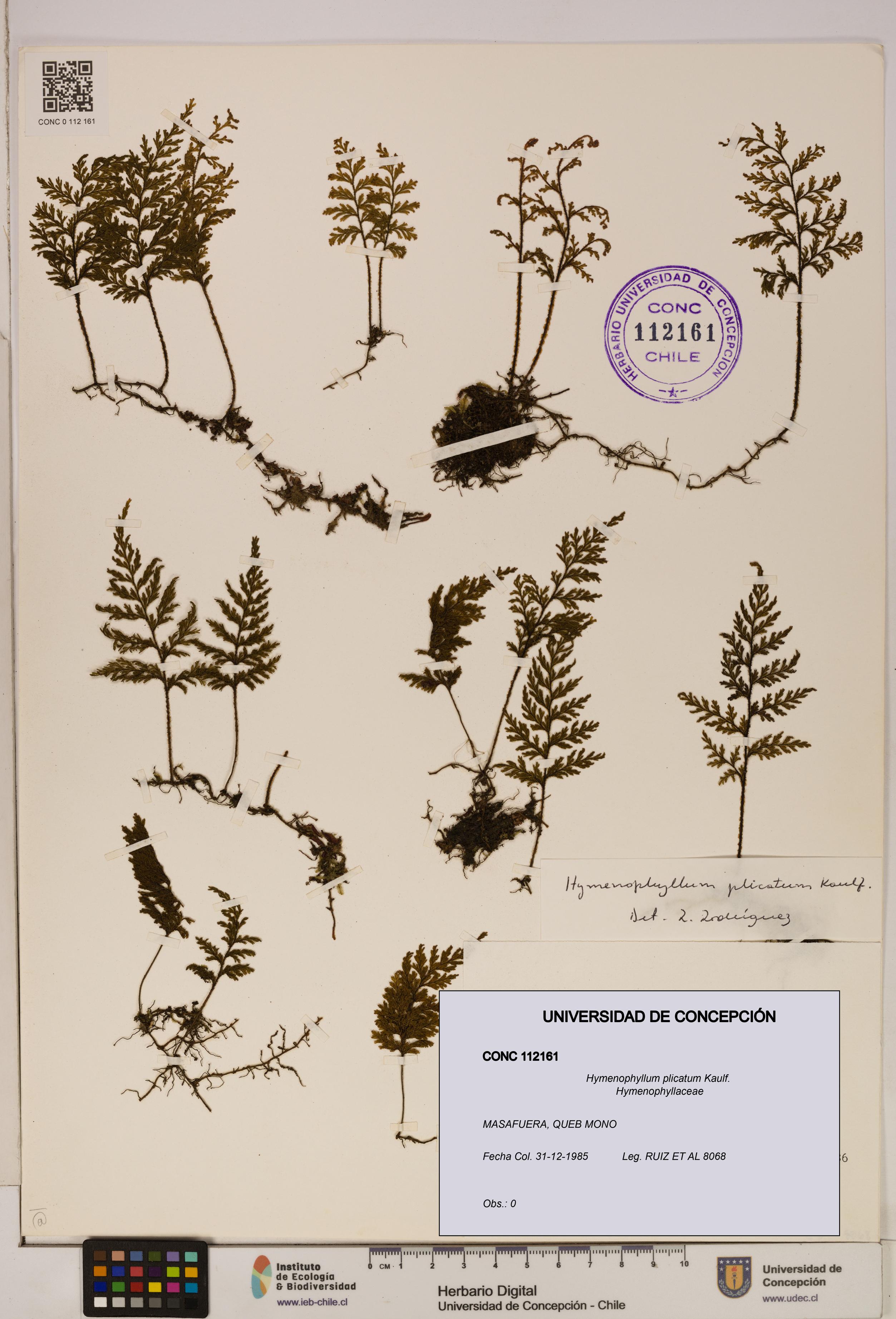 Hymenophyllum plicatum [Espécimen: ]