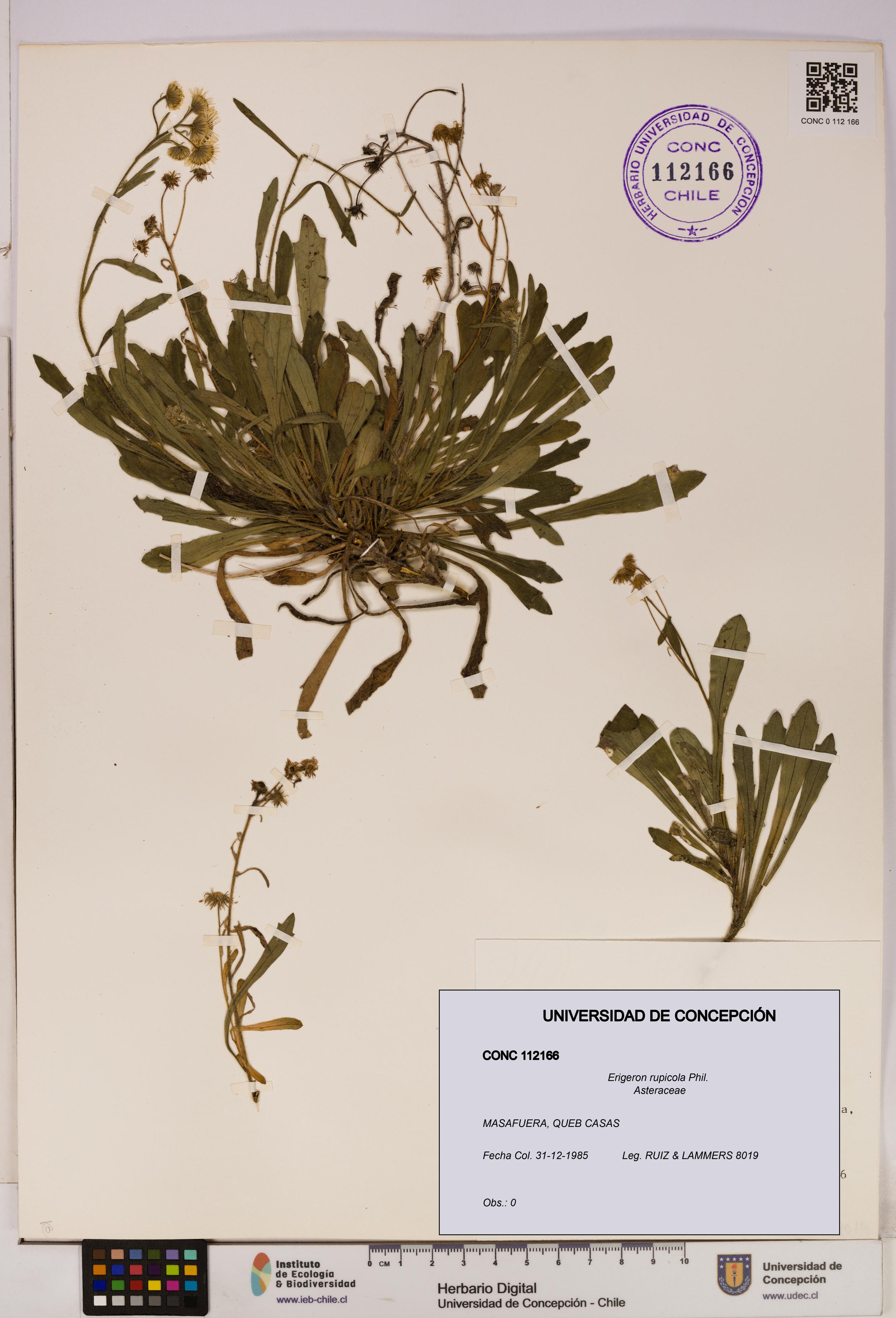 Erigeron rupicola [Espécimen: UDEC:CONC:0112166]