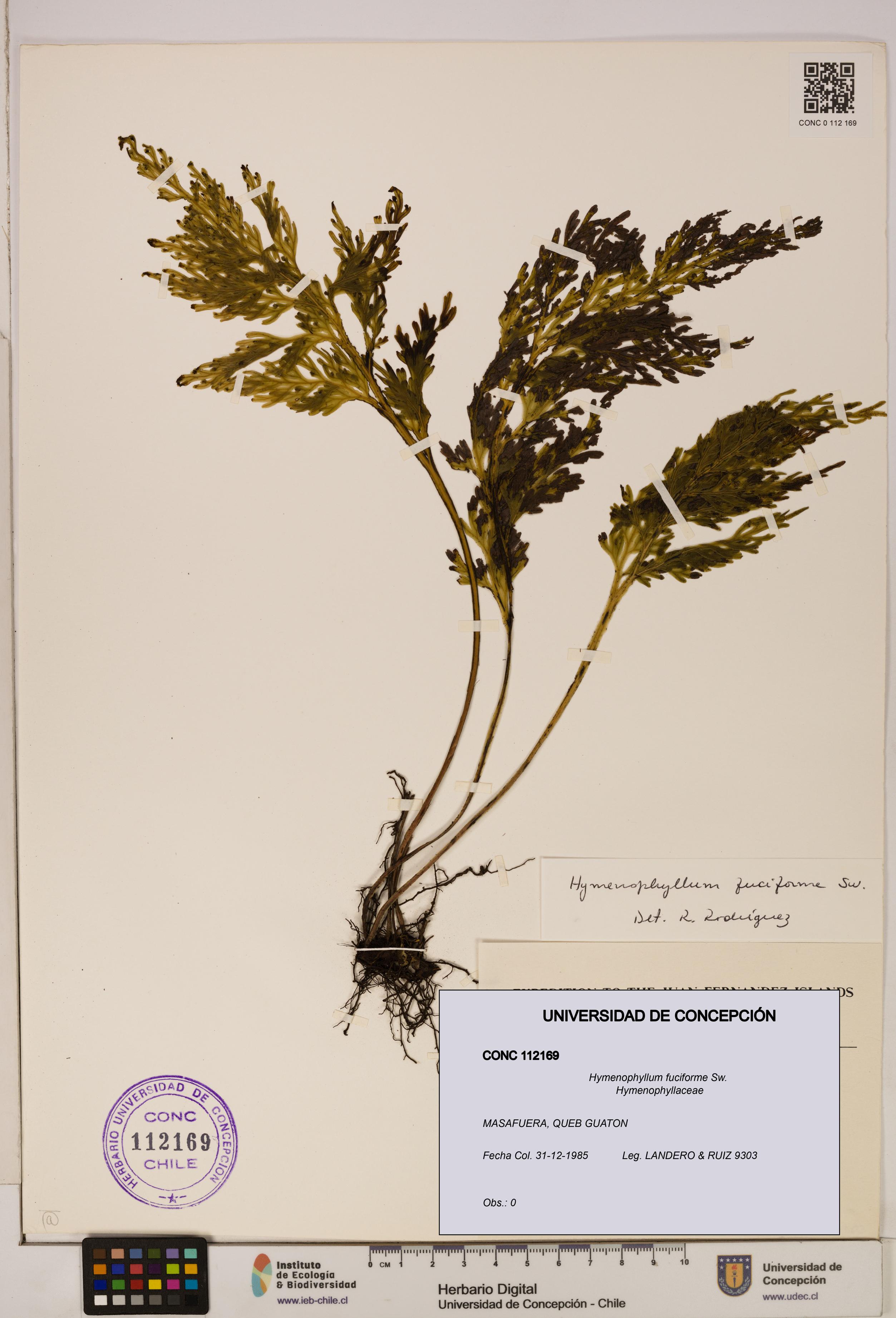 Hymenophyllum fuciforme [Espécimen: UDEC:CONC:0112169]