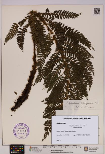 Polystichum tetragonum [Espécimen: UDEC:CONC:0112183]