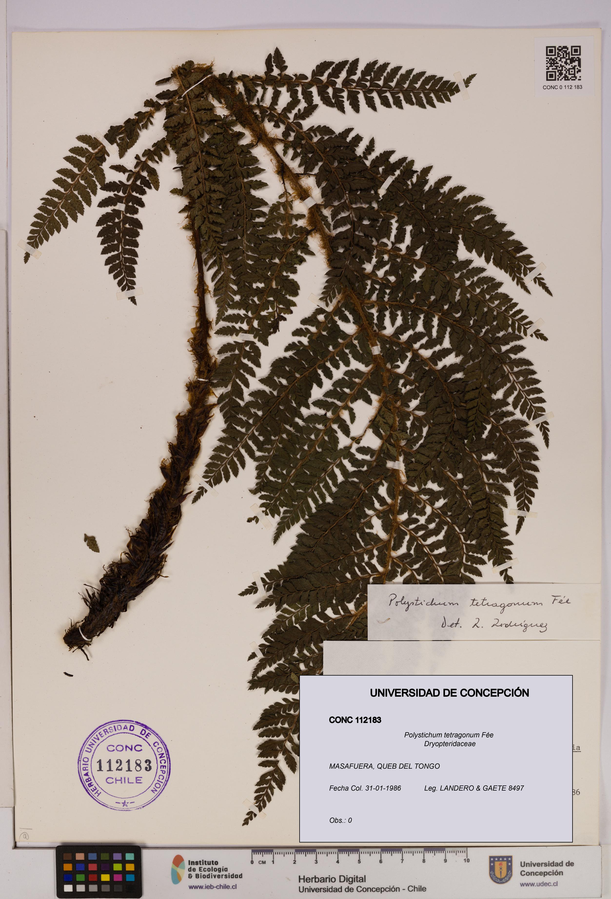 Polystichum tetragonum [Espécimen: UDEC:CONC:0112183]