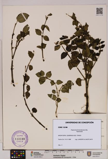 Peperomia fernandeziana [Espécimen: UDEC:CONC:0112199]