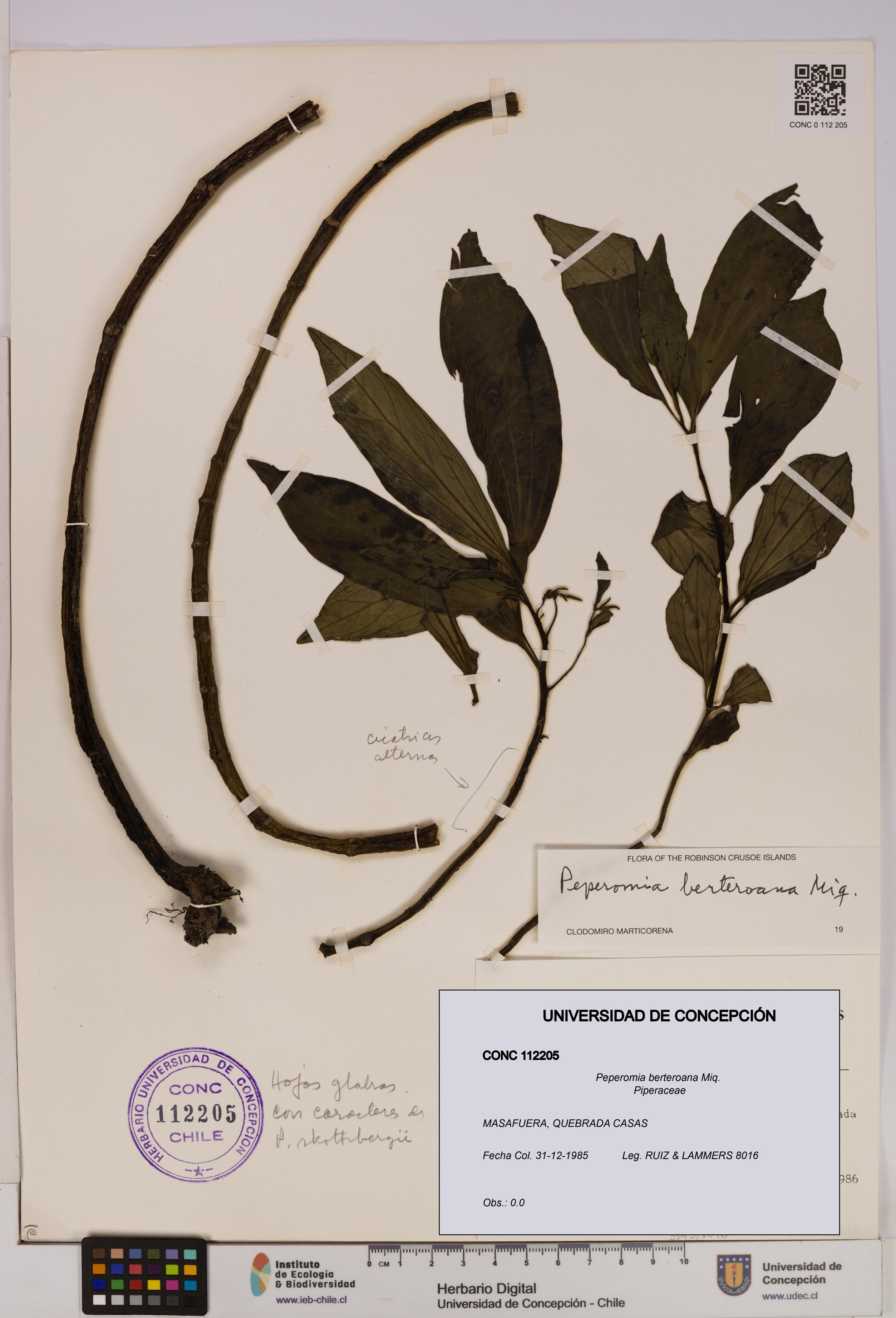 Peperomia berteroana [Espécimen: UDEC:CONC:0112205]