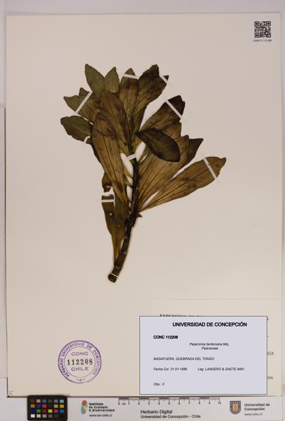 Peperomia berteroana [Espécimen: UDEC:CONC:0112208]