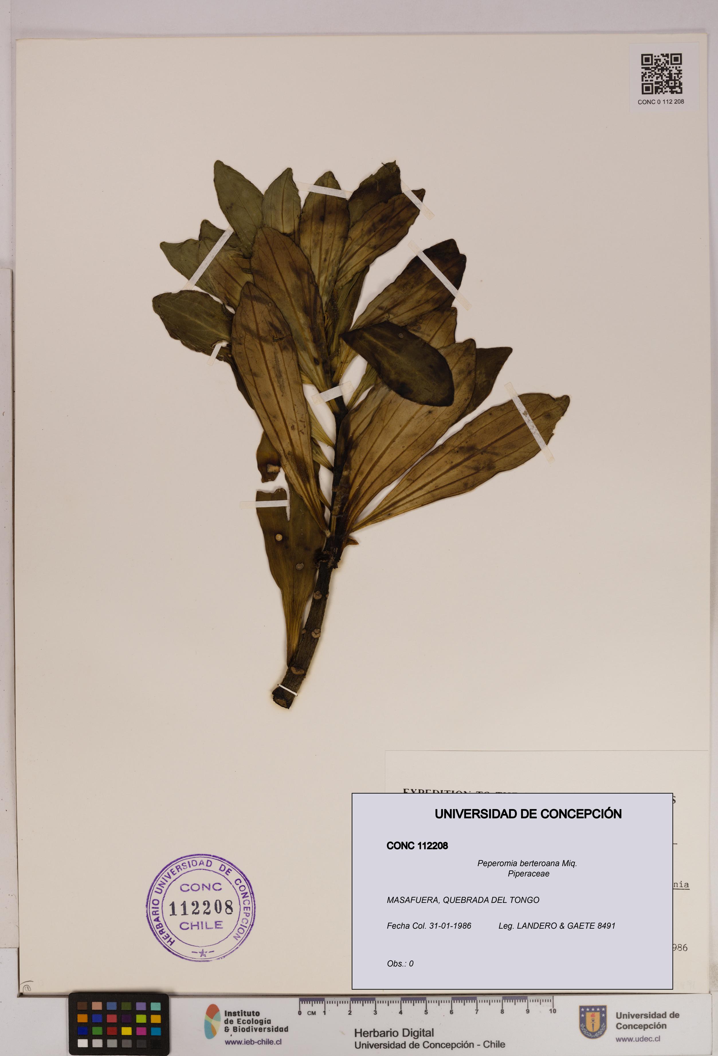 Peperomia berteroana [Espécimen: UDEC:CONC:0112208]