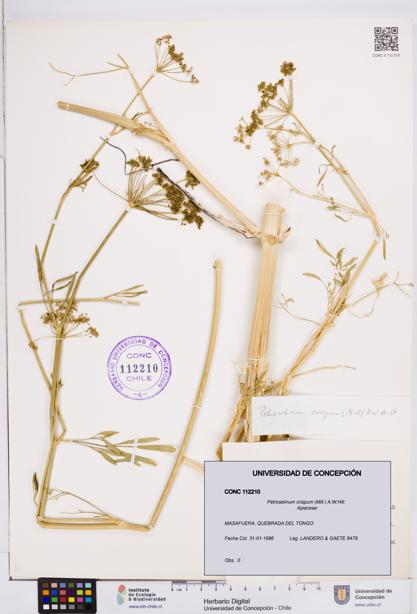 Petroselinum crispum [Espécimen: ]