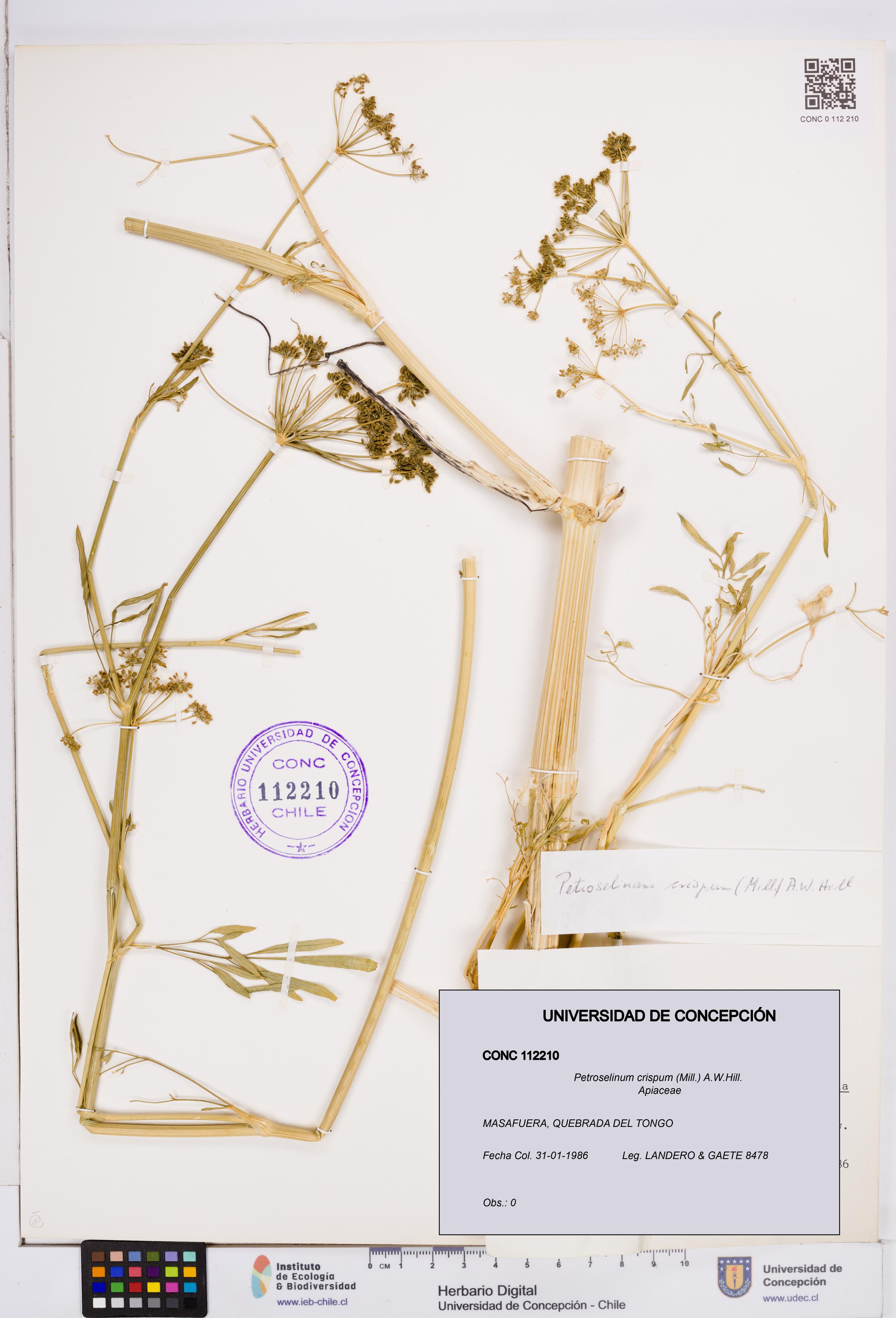 Petroselinum crispum [Espécimen: ]