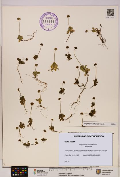Lagenophora hariotii [Espécimen: ]