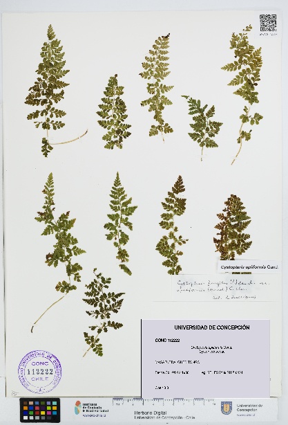 Cystopteris apiiformis [Espécimen: UDEC:CONC:0112222]