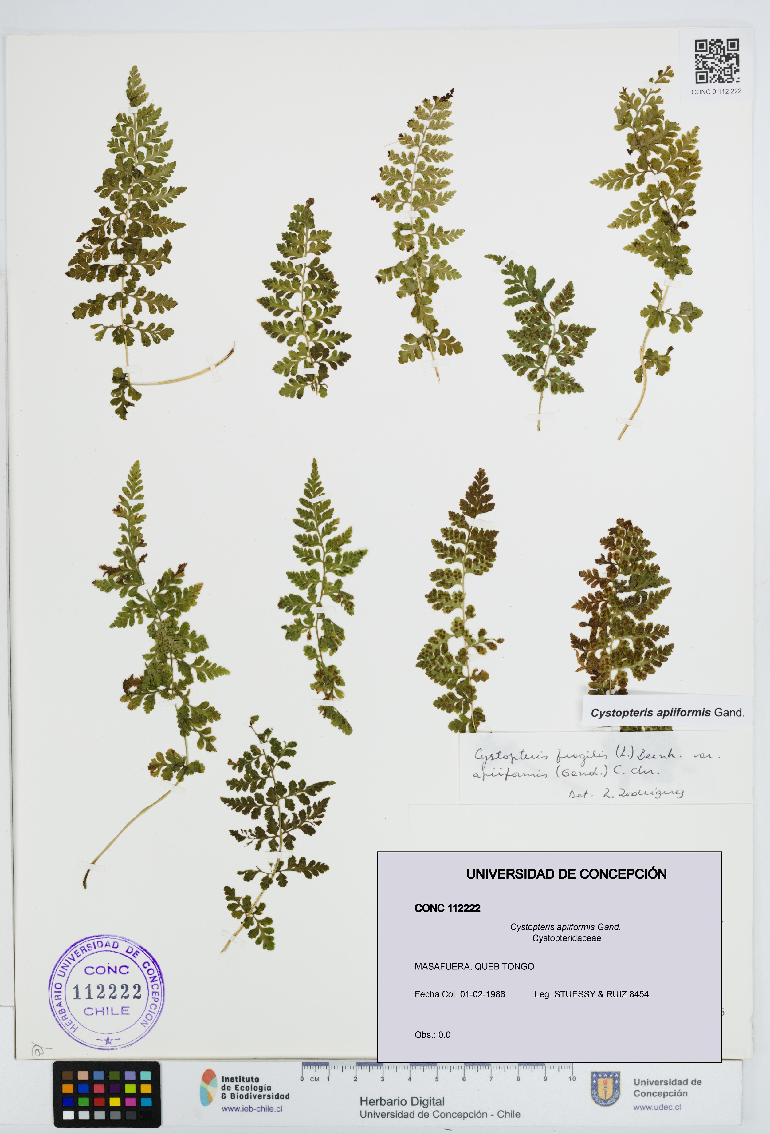 Cystopteris apiiformis [Espécimen: UDEC:CONC:0112222]