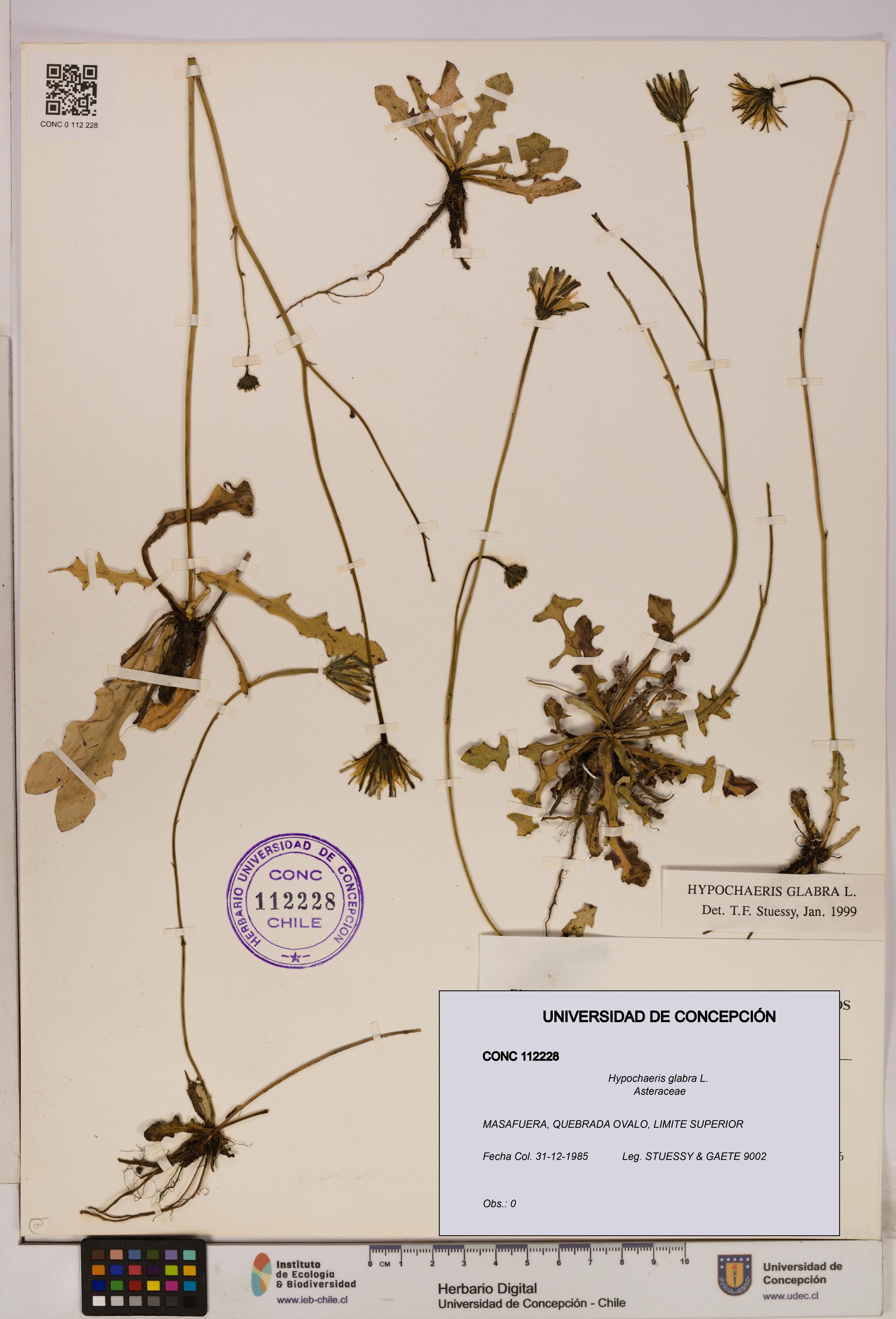 Hypochaeris glabra [Espécimen: UDEC:CONC:0112228]