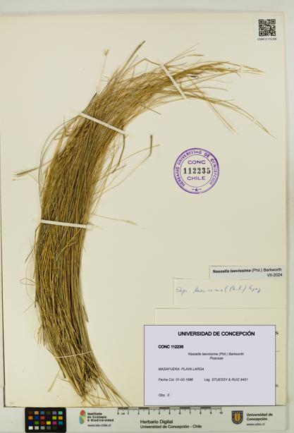 Nassella laevissima [Espécimen: UDEC:CONC:0112235]