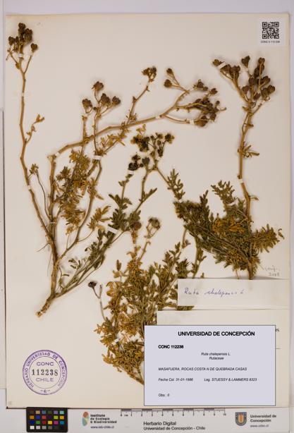 Ruta chalepensis [Espécimen: UDEC:CONC:0112238]
