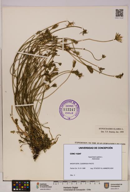 Hypochaeris glabra [Espécimen: UDEC:CONC:0112247]