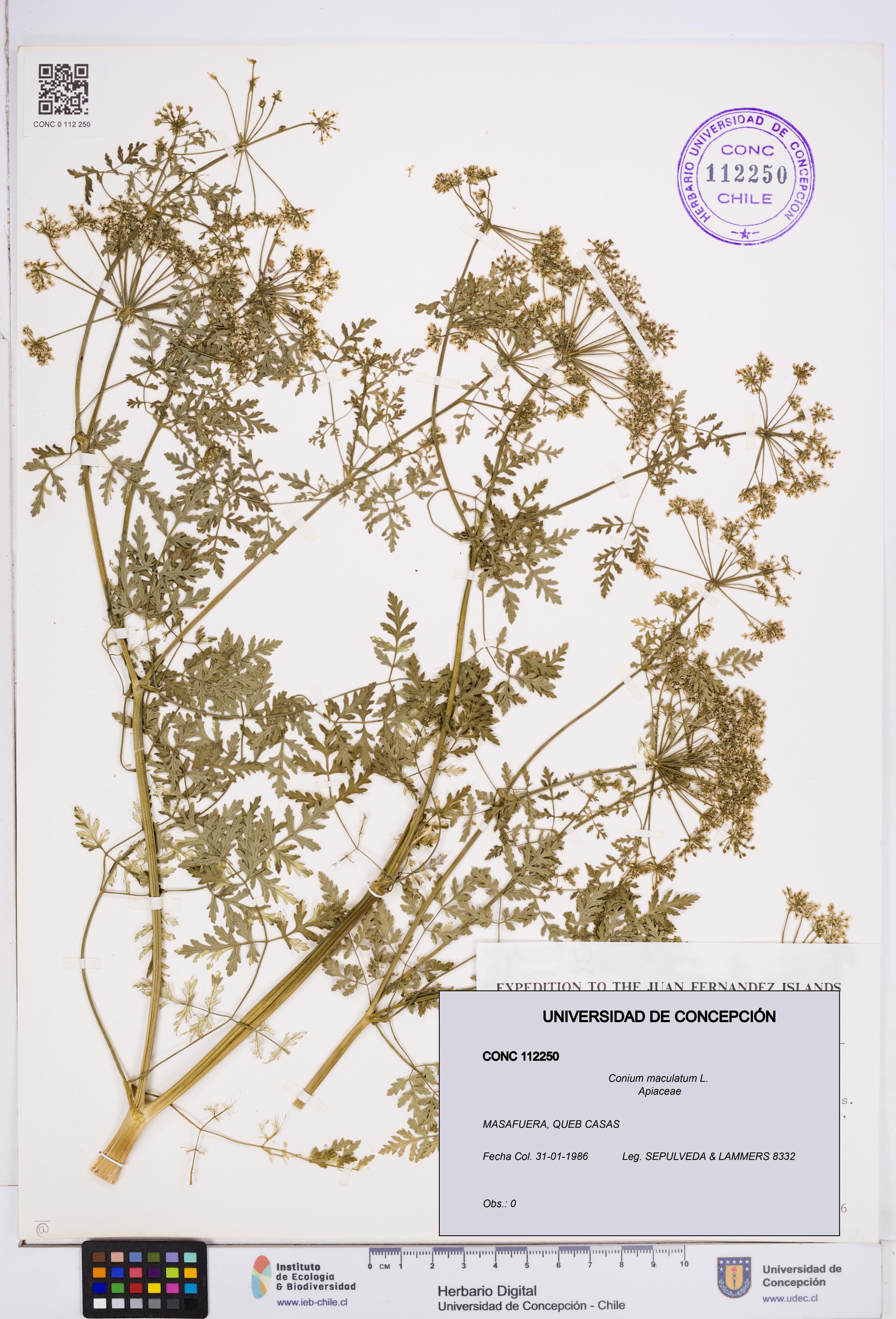 Conium maculatum [Espécimen: ]