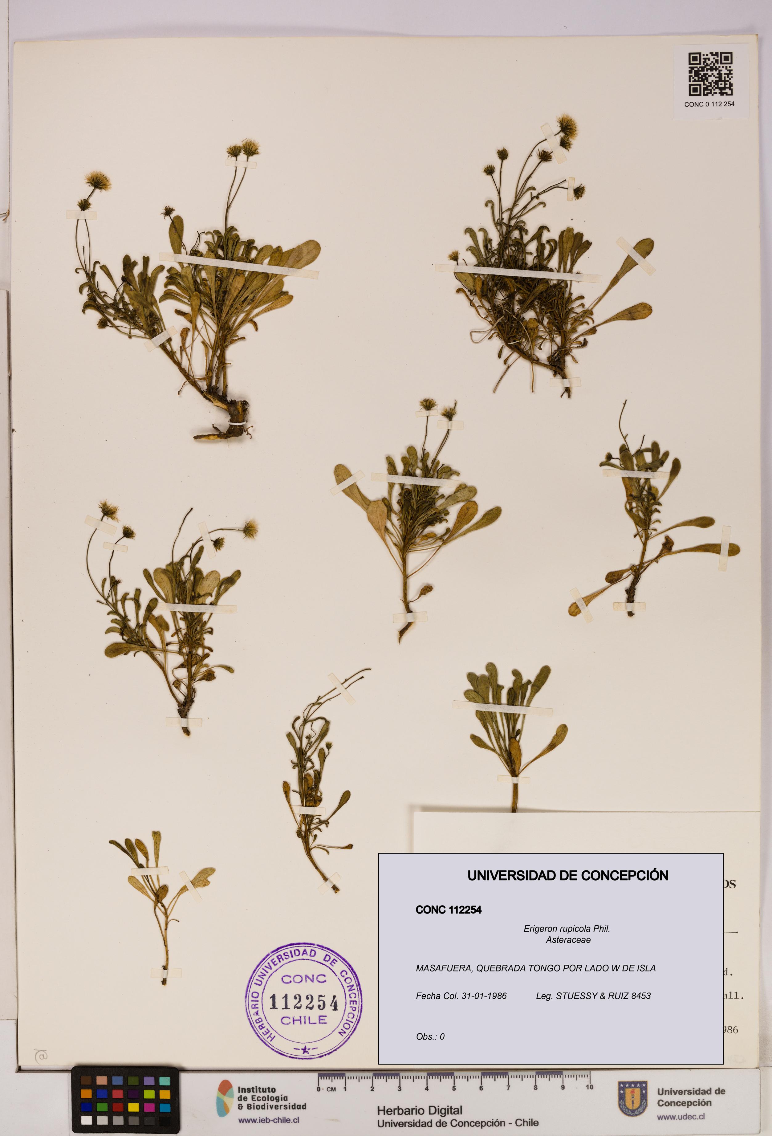 Erigeron rupicola [Espécimen: UDEC:CONC:0112254]