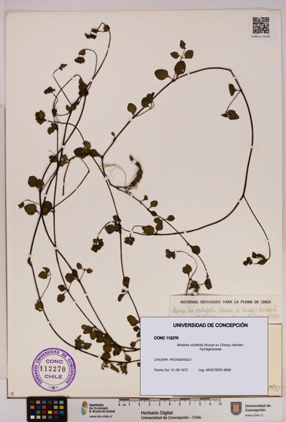Mirabilis cordifolia [Espécimen: UDEC:CONC:0112270]