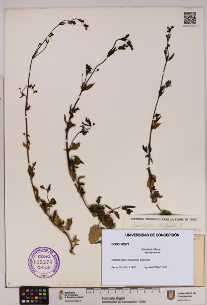 Boerhavia diffusa [Espécimen: UDEC:CONC:0112271]