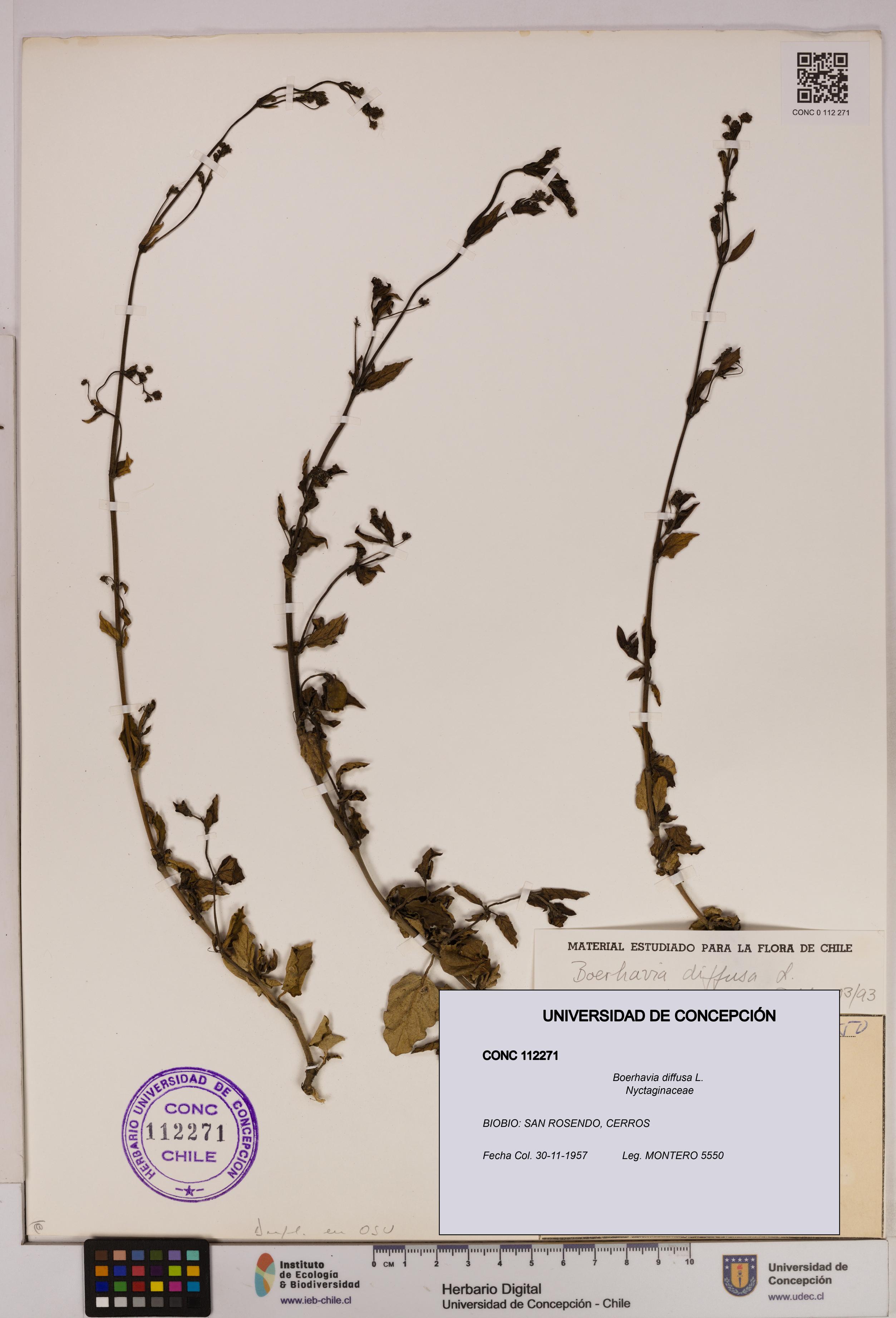 Boerhavia diffusa [Espécimen: UDEC:CONC:0112271]