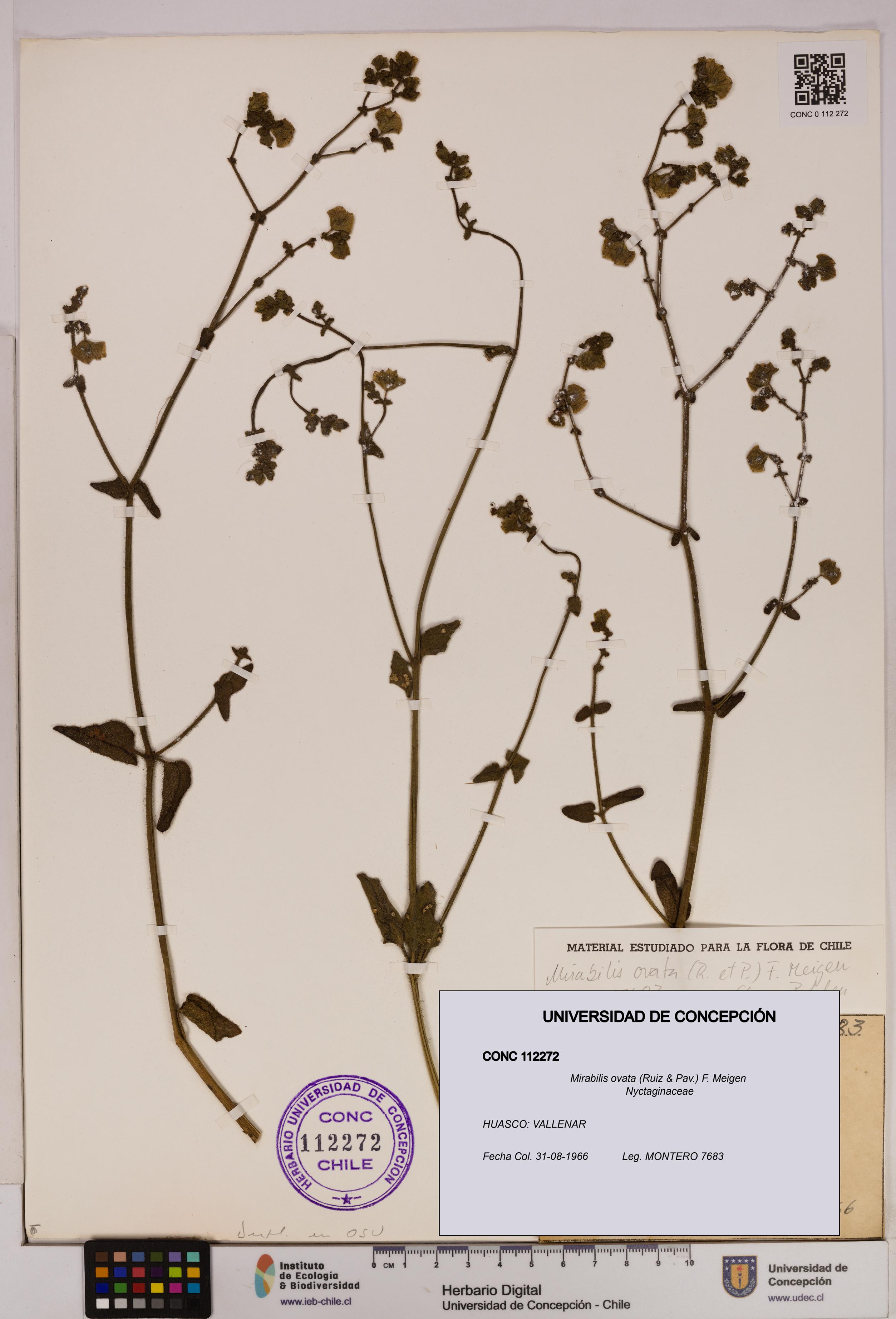 Mirabilis ovata [Espécimen: UDEC:CONC:0112272]