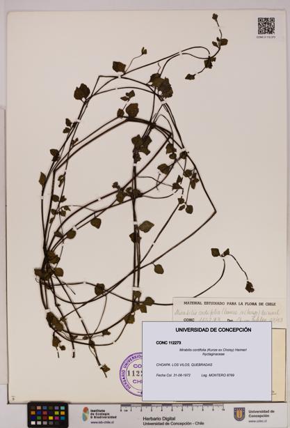 Mirabilis cordifolia [Espécimen: UDEC:CONC:0112273]