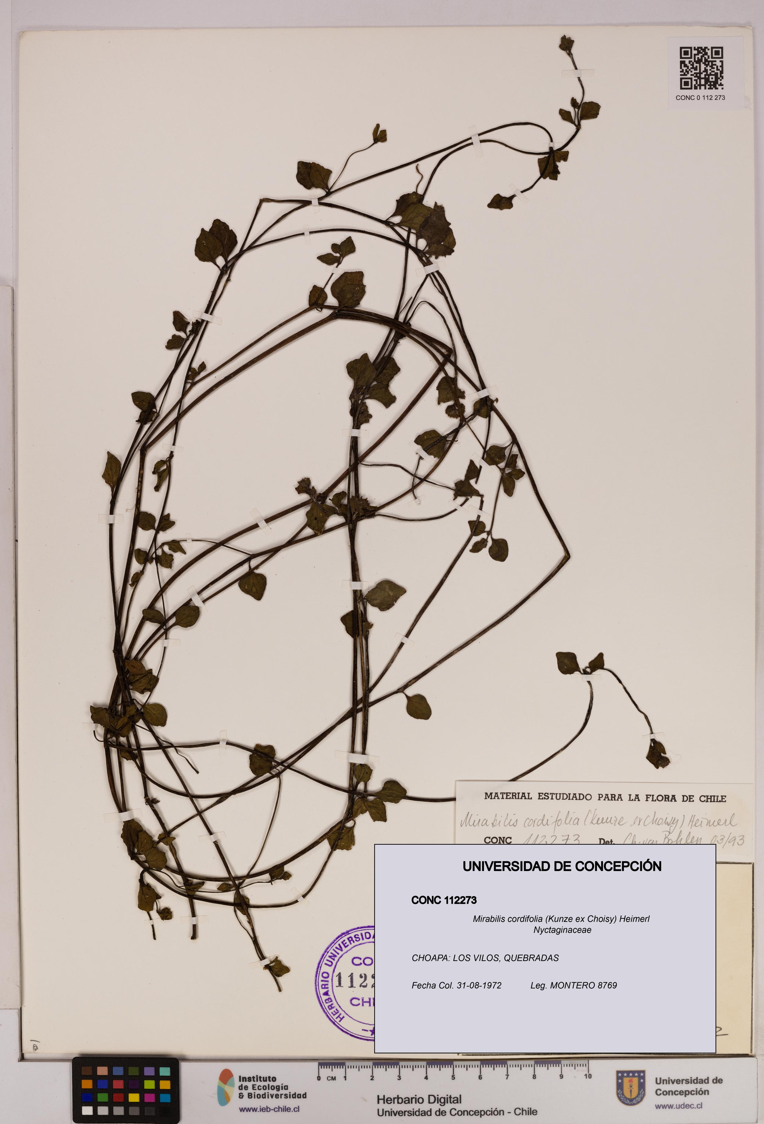 Mirabilis cordifolia [Espécimen: UDEC:CONC:0112273]